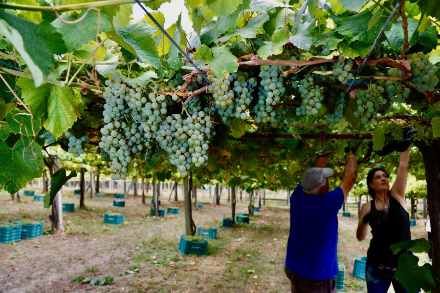Unións Agrarias denunciará a las bodegas que no cumplan condiciones en la vendimia