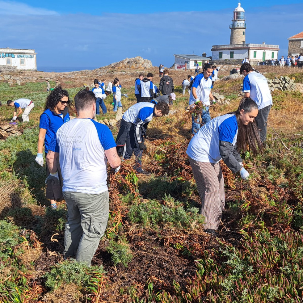 Más de 200 voluntarios medioambientales eliminan cuatro toneladas y media de uña de gato en el entorno del Faro de Corrubedo