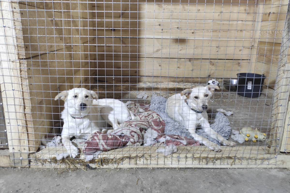 Perros refugio Leopolis Ucrania